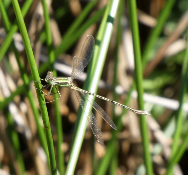 Lestes barbarus - foltosszárnyjegyű rablószitakötő