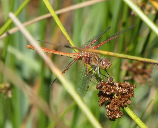Sympetrum meridionale - fakó katona-szitakötő