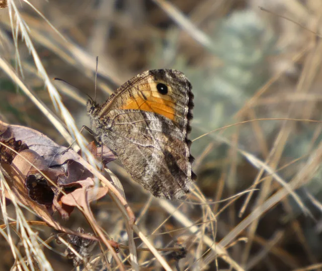 Arethusana arethusa - közönséges szemeslepke