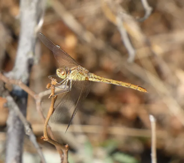 Sympetrum meridionale - fakó katona-szitakötő
