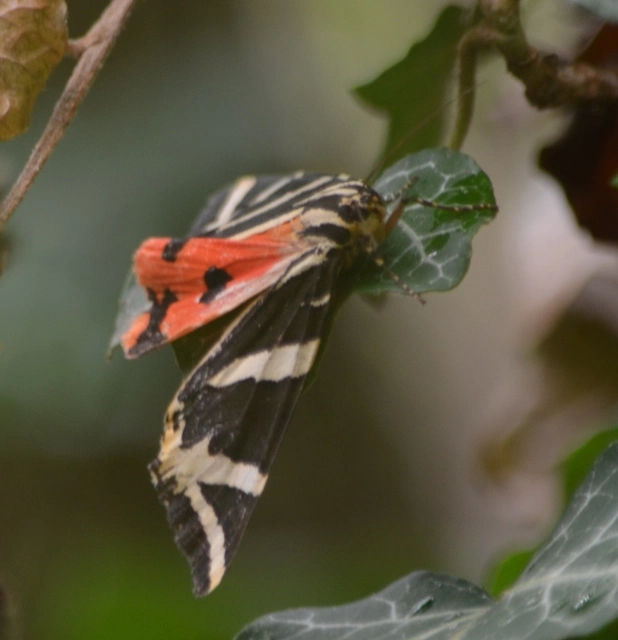 Euplagia quadripunctaria - csíkos medvelepke