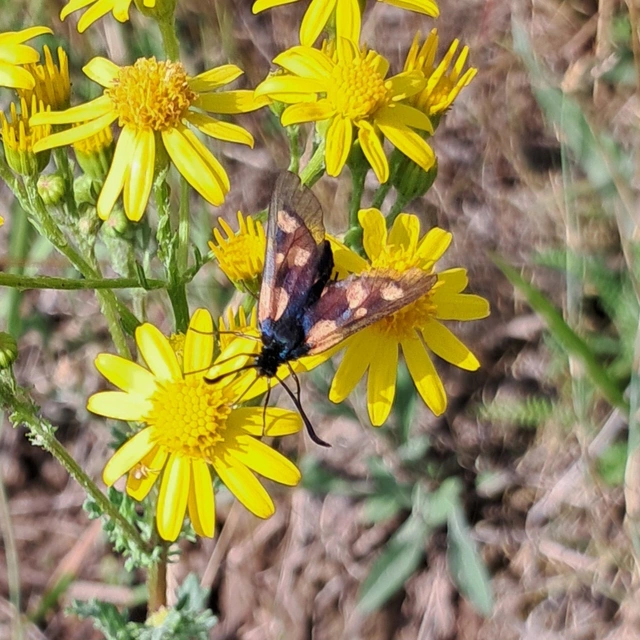 somkóró-csüngőlepke - Zygaena viciae
