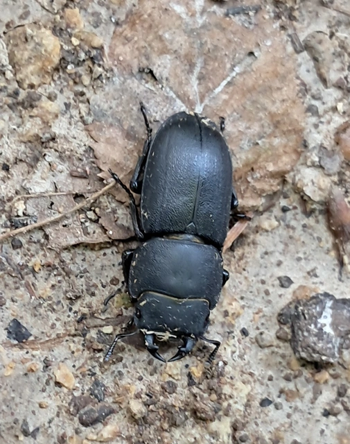 Dorcus parallelipipedus - kis szarvasbogár