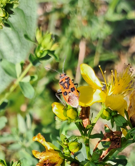 Corizus hyoscyami - piros karimáspoloska