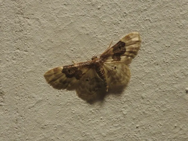 Idaea rusticata - tarka apróaraszoló