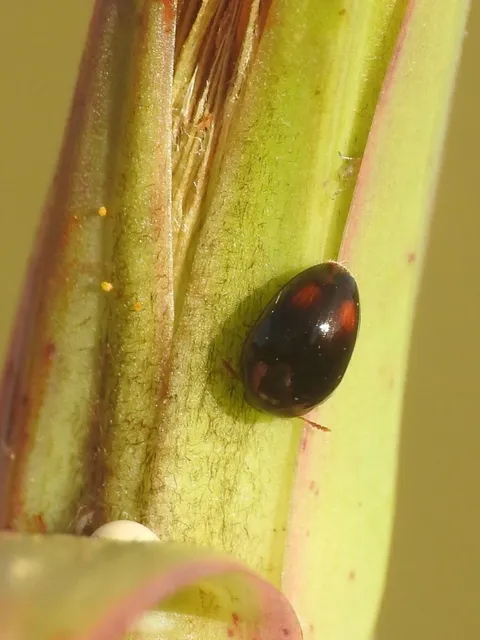 Phalacridae - kalászbogárfélék Phalacridae - kalászbogárfélék