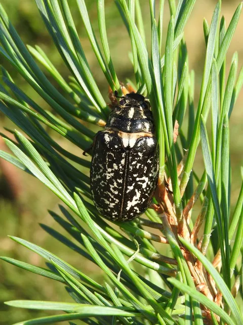Polyphylla fullo - csapó cserebogár