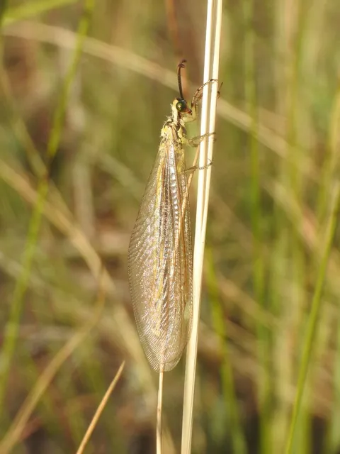 Myrmecaelurus trigrammus - hangyafarkas