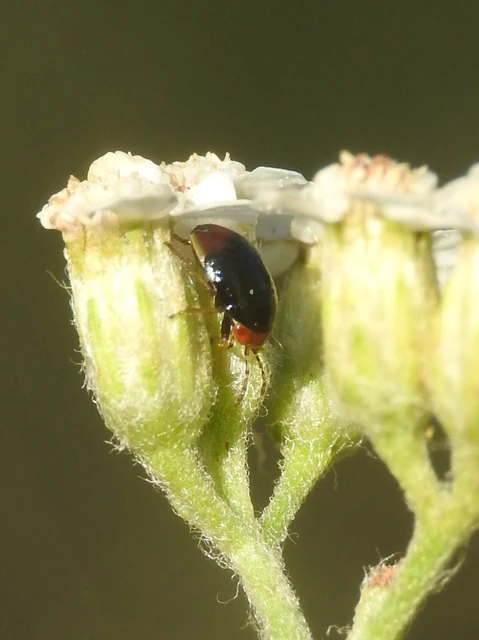 Geocoridae - nagyszemű bodobácsok