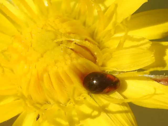 Phalacridae - kalászbogárfélék Phalacridae - kalászbogárfélék