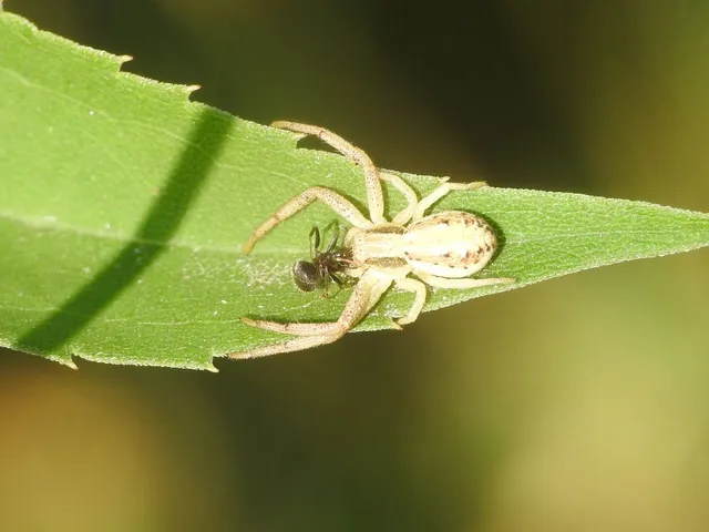 Thomisidae - karolópókok