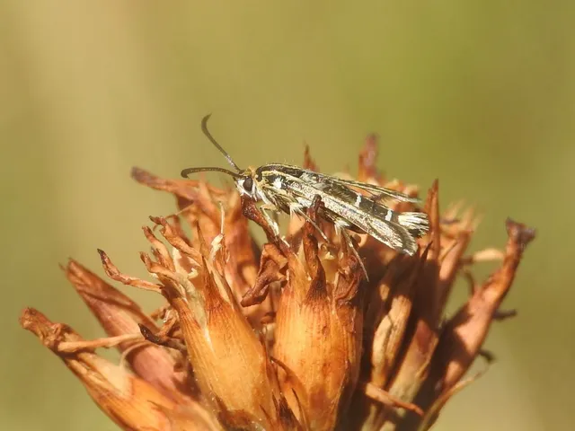 Sesiidae - szitkárfélék