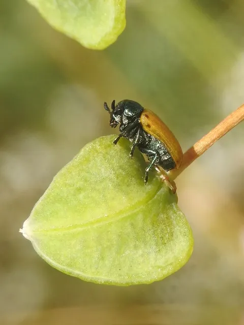 Labidostomis Labidostomis