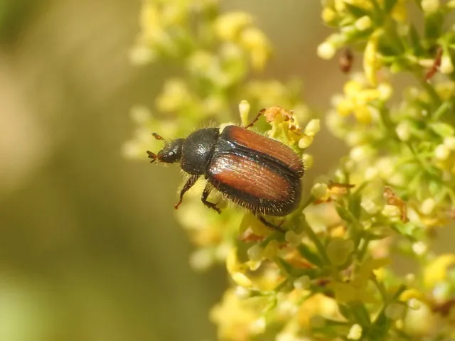 Omaloplia nigromarginata - szegélyes kiscserebogár
