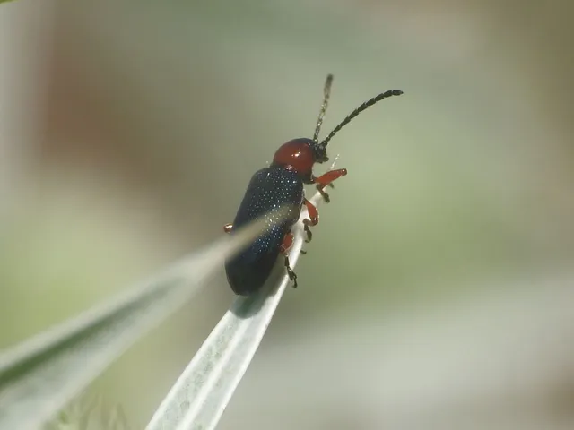 Oulema melanopus/duftschmidi