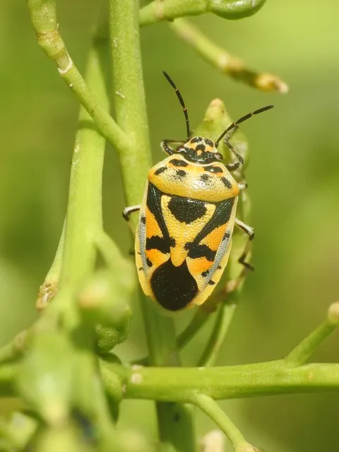 Eurydema ornata - díszespoloska Eurydema ornata - díszespoloska