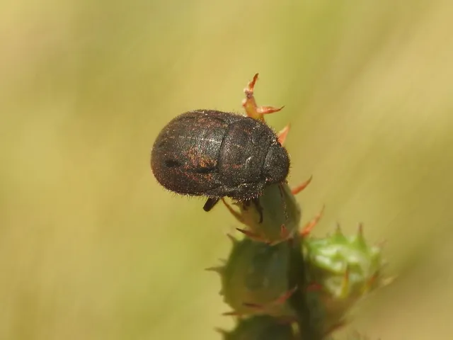 Odontoscelis