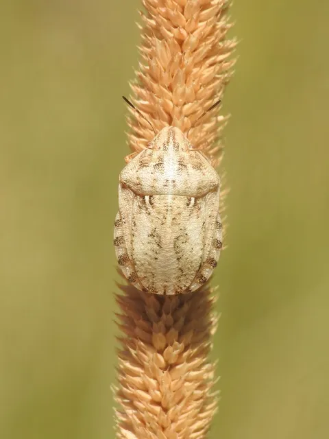 Eurygaster Eurygaster