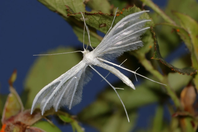 Pterophorus pentadactyla - fehér tollasmoly