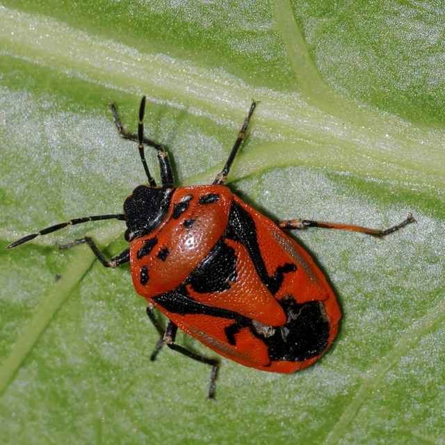 Eurydema Eurydema