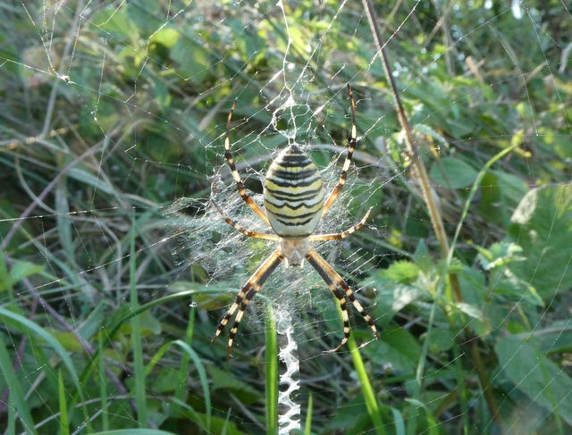 Argiope bruennichi - darázspók