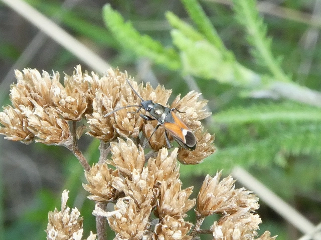 Pterotmetus staphyliniformis - kurtaszárnyú bodobács Pterotmetus staphyliniformis - kurtaszárnyú bodobács