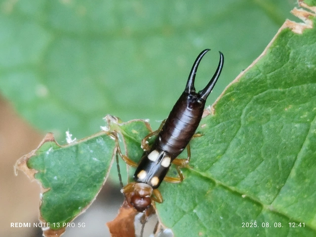 Forficula smyrnensis - szmirnai fülbemászó