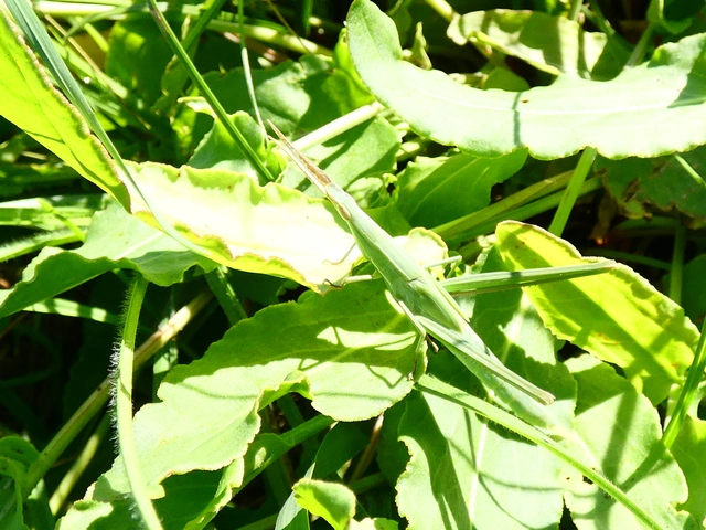 Acrida ungarica - sisakos sáska Acrida ungarica - sisakos sáska