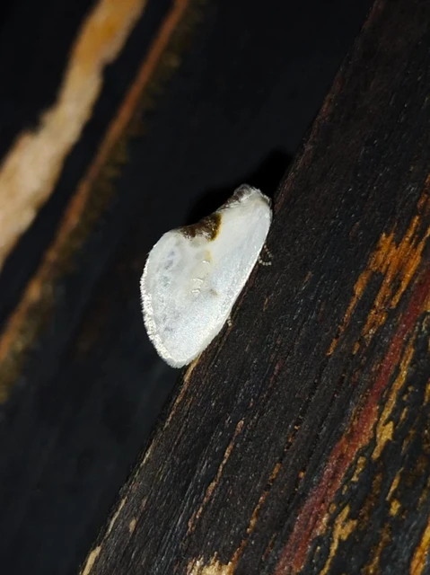 Cilix glaucata - törpe sarlósszövő