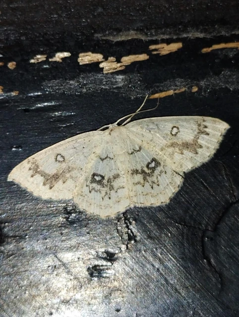 Cyclophora annularia - gyűrűs pettyesaraszoló
