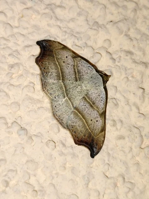 Laspeyria flexula - zuzmóbagoly
