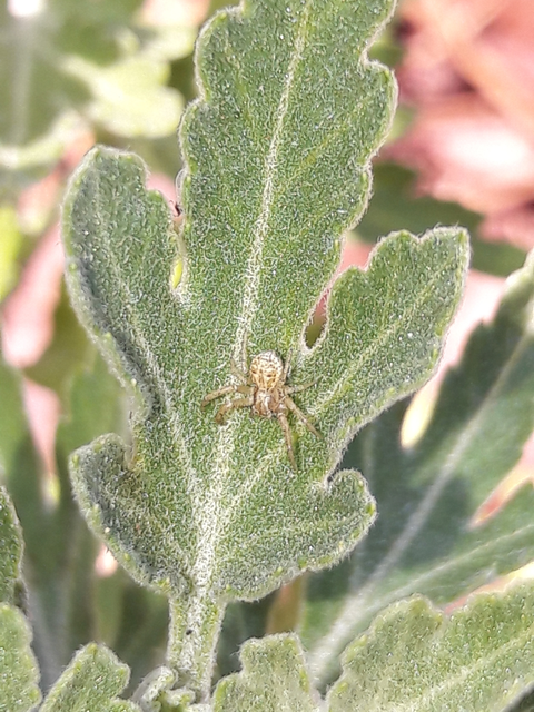 Thomisidae - karolópókok