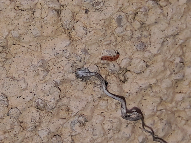 Melyridae - sziklaibogár-félék