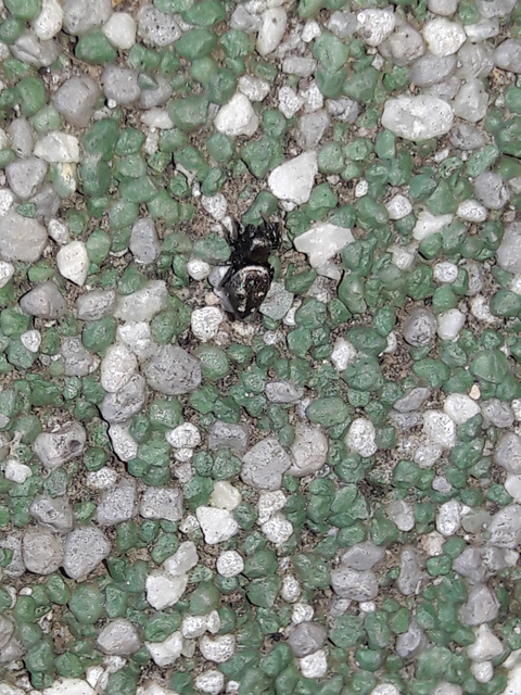 Heliophanus