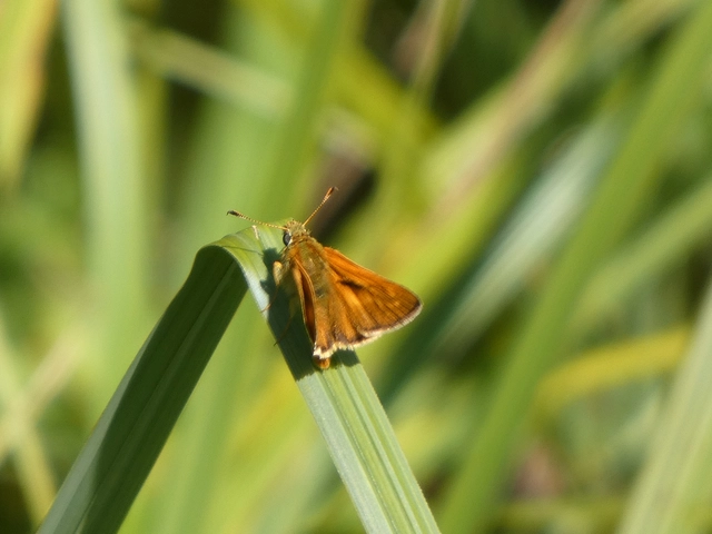 Ochlodes sylvanus - erdei busalepke