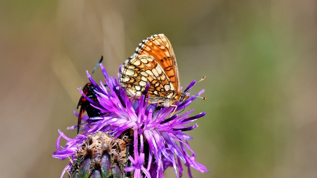 Melitaea athalia - közönséges tarkalepke