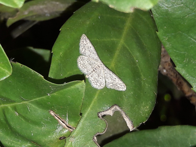 Idaea seriata - szürke apróaraszoló