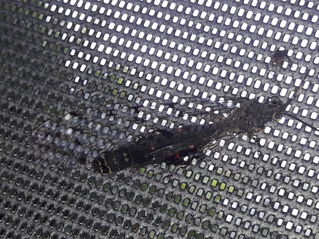 Distoleon tetragrammicus - négyfoltos hangyaleső