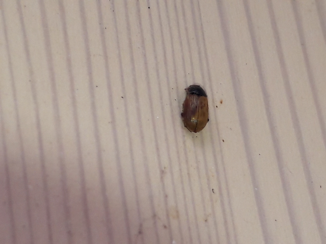 Aphodius obliteratus - sötétjegyű trágyabogár