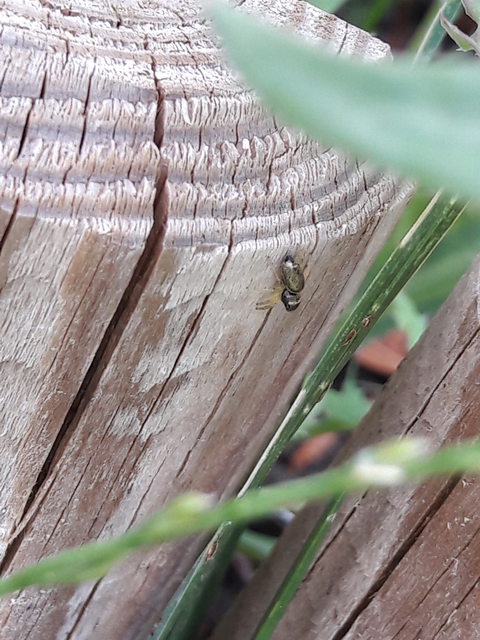 Salticidae - ugrópókok