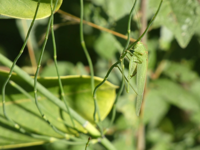 Phaneroptera nana - pontozott repülőszöcske