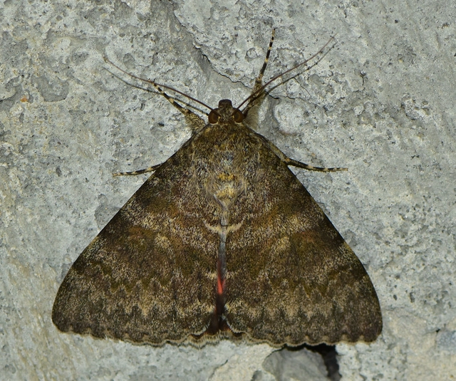 Catocala elocata - közönséges övesbagoly