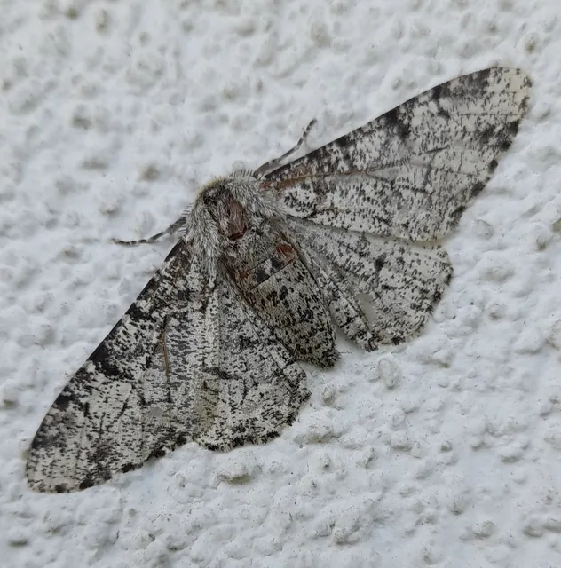 Biston betularia - szürkepettyes araszoló