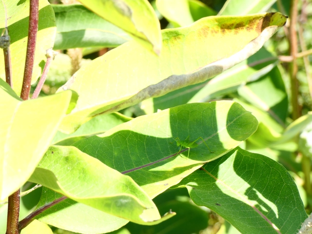 Phaneroptera nana - pontozott repülőszöcske