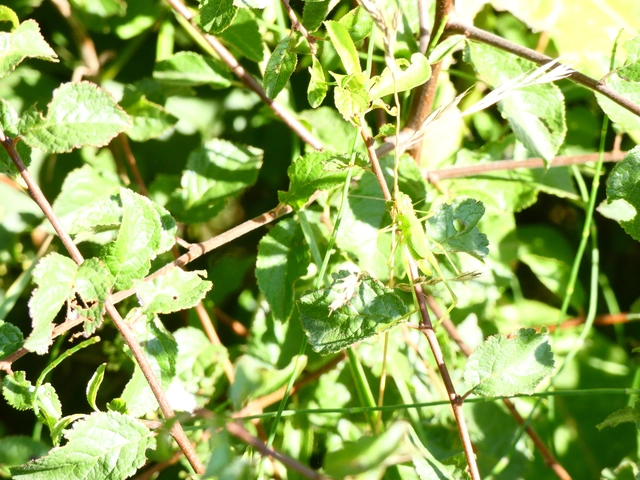 Phaneroptera