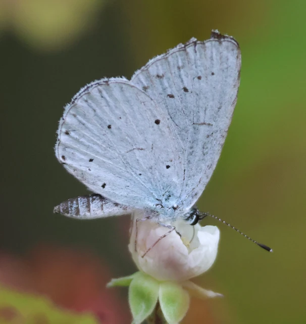 Celastrina argiolus - bengeboglárka