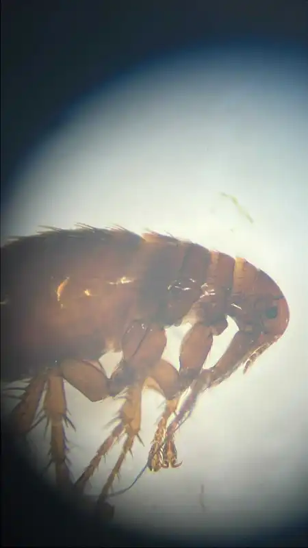 Pulex irritans - emberbolha
