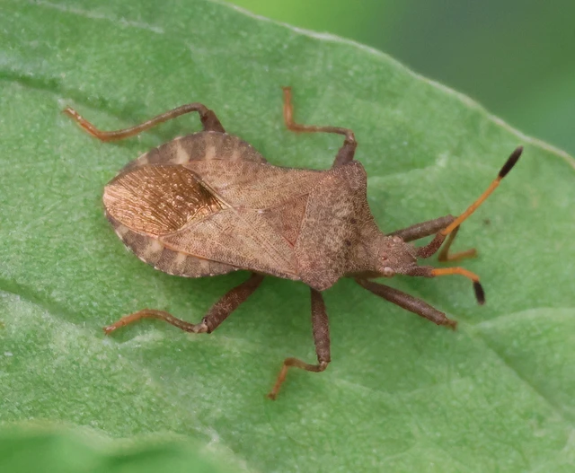 Coreus marginatus - közönséges karimáspoloska