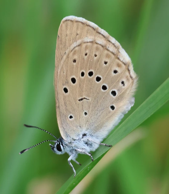 Phengaris teleius - vérfű-hangyaboglárka