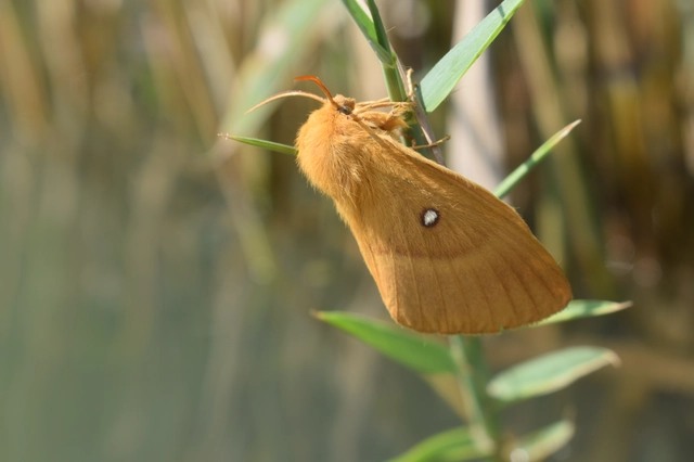 Lasiocampa quercus - tölgyfaszövő